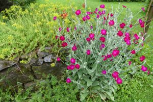 Tuin